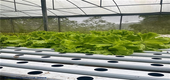 Carretera 119 San Germán Puerto Rico, 00683 | Prime Agricultural Opportunity -- Bo. Rosario, San Germán, Puerto Rico