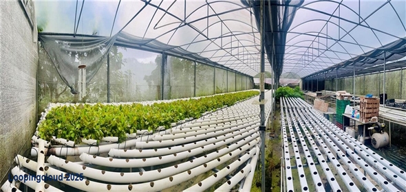 Carretera 119 San Germán Puerto Rico, 00683 | Prime Agricultural Opportunity -- Bo. Rosario, San Germán, Puerto Rico