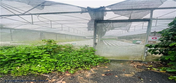 Carretera 119 San Germán Puerto Rico, 00683 | Prime Agricultural Opportunity -- Bo. Rosario, San Germán, Puerto Rico