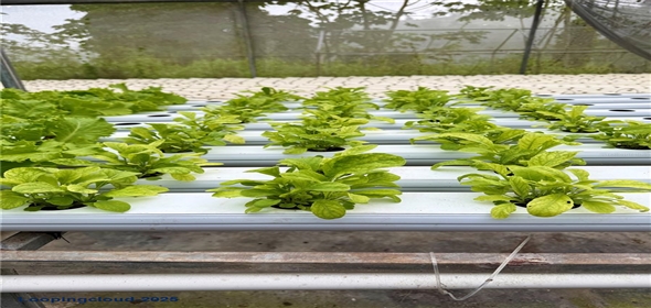 Carretera 119 San Germán Puerto Rico, 00683 | Prime Agricultural Opportunity -- Bo. Rosario, San Germán, Puerto Rico