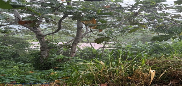 Carretera 119 San Germán Puerto Rico, 00683 | Prime Agricultural Opportunity -- Bo. Rosario, San Germán, Puerto Rico