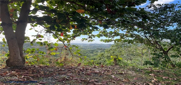 Carretera 119 San Germán Puerto Rico, 00683 | Prime Agricultural Opportunity -- Bo. Rosario, San Germán, Puerto Rico