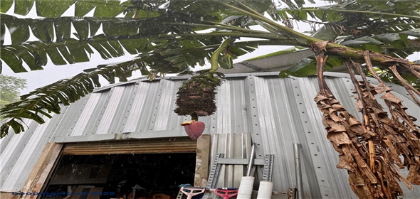 Carretera 119 San Germán Puerto Rico, 00683 | Prime Agricultural Opportunity -- Bo. Rosario, San Germán, Puerto Rico