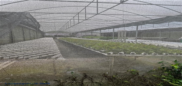 Carretera 119 San Germán Puerto Rico, 00683 | Prime Agricultural Opportunity -- Bo. Rosario, San Germán, Puerto Rico