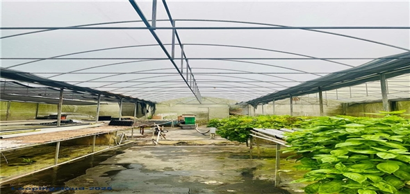 Carretera 119 San Germán Puerto Rico, 00683 | Prime Agricultural Opportunity -- Bo. Rosario, San Germán, Puerto Rico