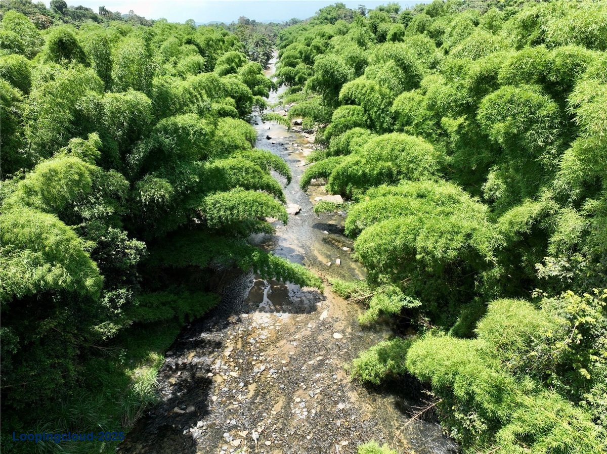 Land for Sale in San Lorenzo Puerto Rico 00754