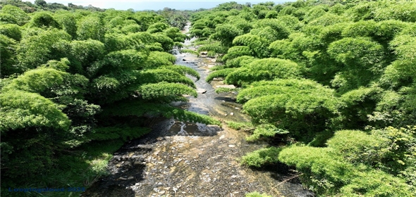 CARR 181 KM 10 QUEBRADA HONDA San Lorenzo Puerto Rico, 00754 | Expansive Parcel of Land