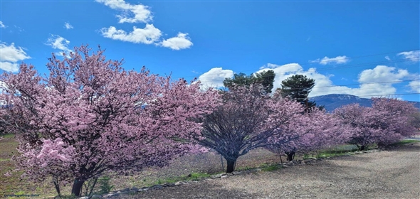 315 S Willard Street Cottonwood Arizona, 86326 | Historic Property for Sale